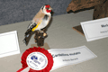 2008-cardellino